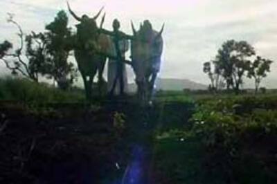 Five farmers commit suicide in Vidarbha