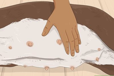 How to Help a Dog Having Period Cramps (Plus, How to Spot Them)