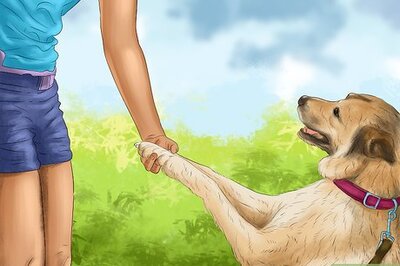 How to Keep Your Dog Safe on a Boat Ride