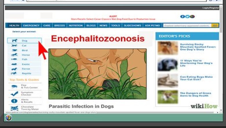 How to Treat Encephalitozoonosis in Dogs