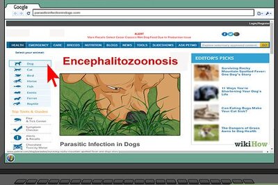 How to Treat Encephalitozoonosis in Dogs