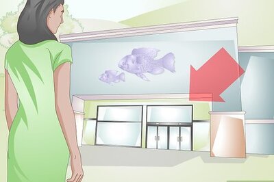 How to Pick a Betta Fish