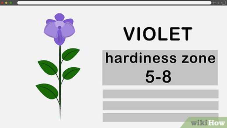 How to Grow Violets