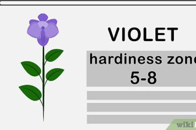 How to Grow Violets