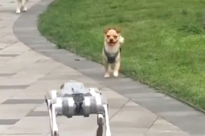 Watch: Real Dogs' Bewildering Reaction To Robo-Dog Walking In The Park