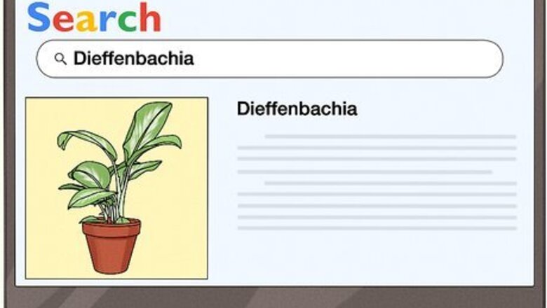How to Grow Chinese Evergreens (Aglaonema)
