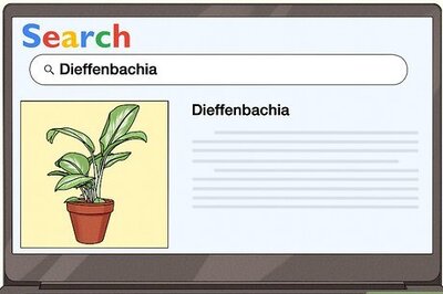 How to Grow Chinese Evergreens (Aglaonema)