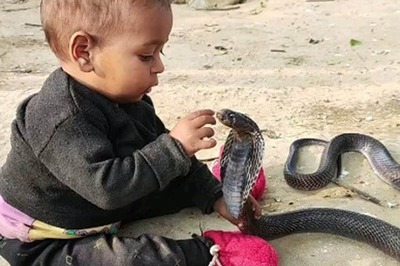 Internet Shocked After Video Shows Toddler Playing With King Cobra