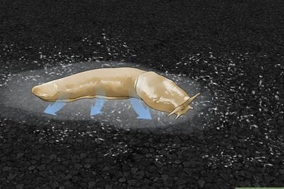 Killing Garden Slugs with Salt: How to Use It and Not Harm Your Plants