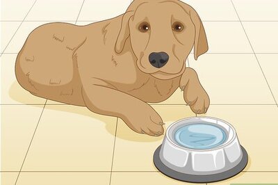 How to Keep a Dog Cool in Hot Weather