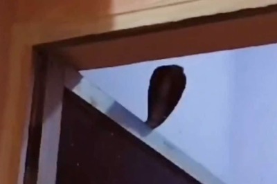 Cobra Causes Chaos At Head Constable's Jabalpur Home