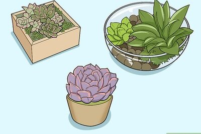 How to Make a Succulent Centerpiece