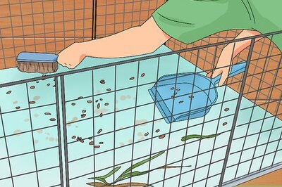 How to Keep Your Guinea Pigs Smelling Good