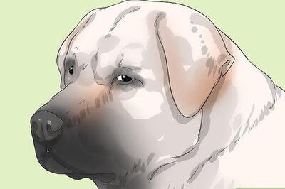 How to Identify a Kangal Dog