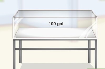 How to Keep a Bullhead Catfish