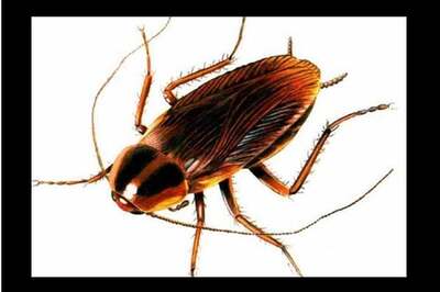 Cockroach-laced rice served to Shatabdi Express passengers