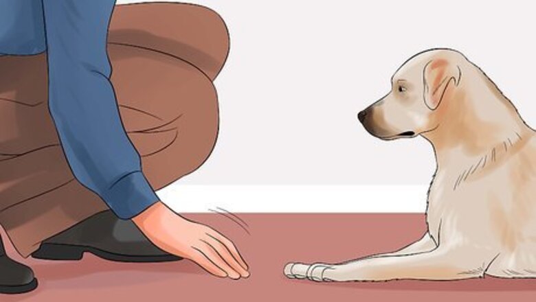 How to Teach Your Dog to Play Dead on Command