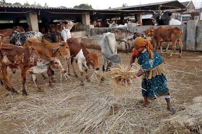Unable to sell cattle after ban, farmers have a beef with BJP
