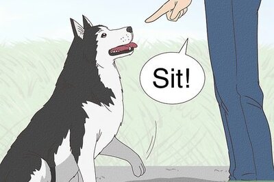 How to Stop a Dog from Pawing