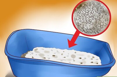 How to Choose a Kitty Litter