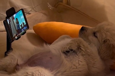 Video Of Pet Dog Busy Watching Show On Phone Is Weekend Goals