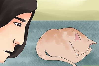 How to Tell if Your Cat Is Dead