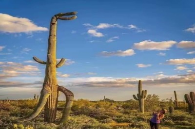 T-Rex Dinosaur Cactus, Found In USA, Lives Up To 200 Years