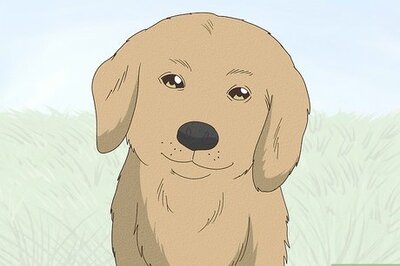 How to Teach Bite Inhibition and Stop a Puppy from Nipping