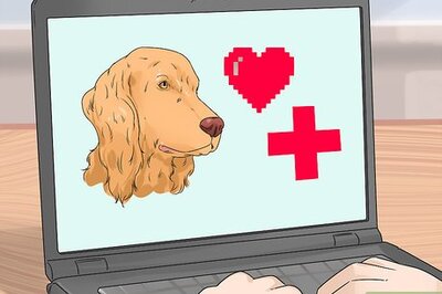 How to Train a Service Dog