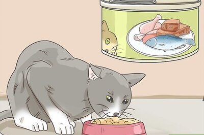 How to Feed a Diabetic Cat