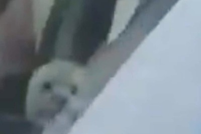 Watch: Man Slams Traffic Police For Slapping His Pet Dog