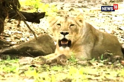 In Gujarat’s Gir Forest, Lioness 'Adopts' Leopard Cub Separated From Its Mother