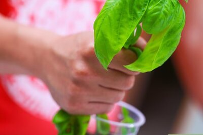 How to Dry Basil