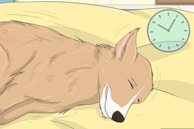 How to Handle a Dog's Nightmares