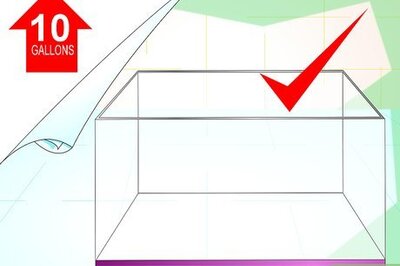 How to Make a Female Betta Community