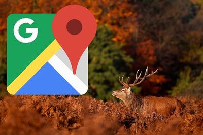 Google’s New AI Tool to Help Conservationists Track Wildlife