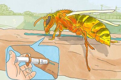 How to Get Rid of a European Hornet