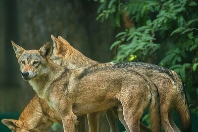'Pichhle Janam ka Paap': In UP's Pratapgarh, Bahraich Wolf Attacks Bring Back Memories of 1996 Horror