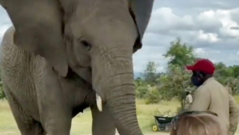 WATCH: Elephant Imitates Little Girl's Dancing Steps in This Wholesome Video