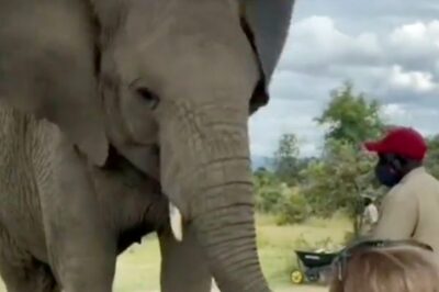 WATCH: Elephant Imitates Little Girl's Dancing Steps in This Wholesome Video