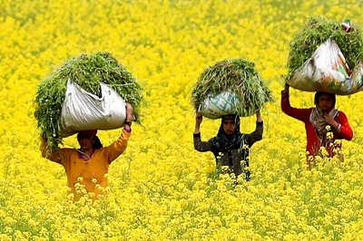 GM Mustard and the Chemical Imbalance of Our Farms: The Emerging Chemical ‘Locha’