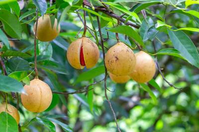 When a Handful of Nutmegs Could Buy You a House or a Ship in Europe