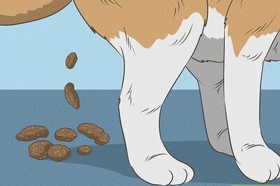 How to Treat Dog Constipation