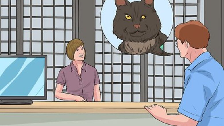 How to Adopt a Special Needs Cat