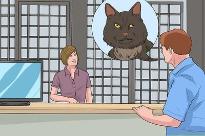 How to Adopt a Special Needs Cat