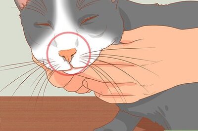 How to Treat a Cat with a Stuffy Nose