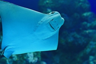 Stingray’s Unusual Pregnancy Without Male Mate Raises Questions, Aquarium Staff Suspect Shark’s Role