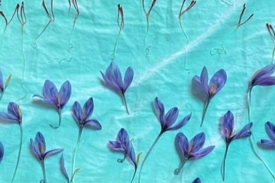 Farmer Starts Saffron Cultivation In Bikaner, Sells 1 Kg For Rs 4 Lakh