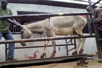 Donkeys Stolen, Skinned in Africa to Feed Chinese Demand