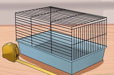 A Veterinarian-Approved Guide to Caring for Baby Guinea Pigs